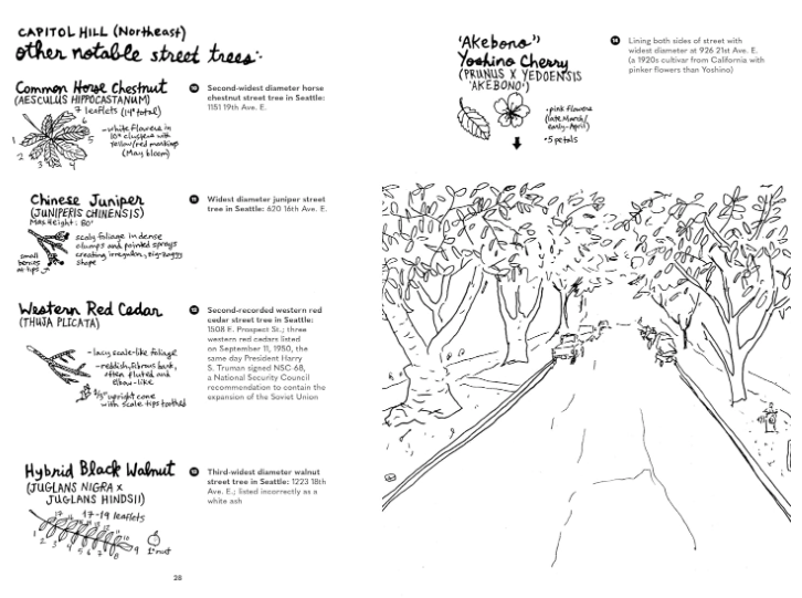 Street Trees of Seattle: An Illustrated Walking Guide