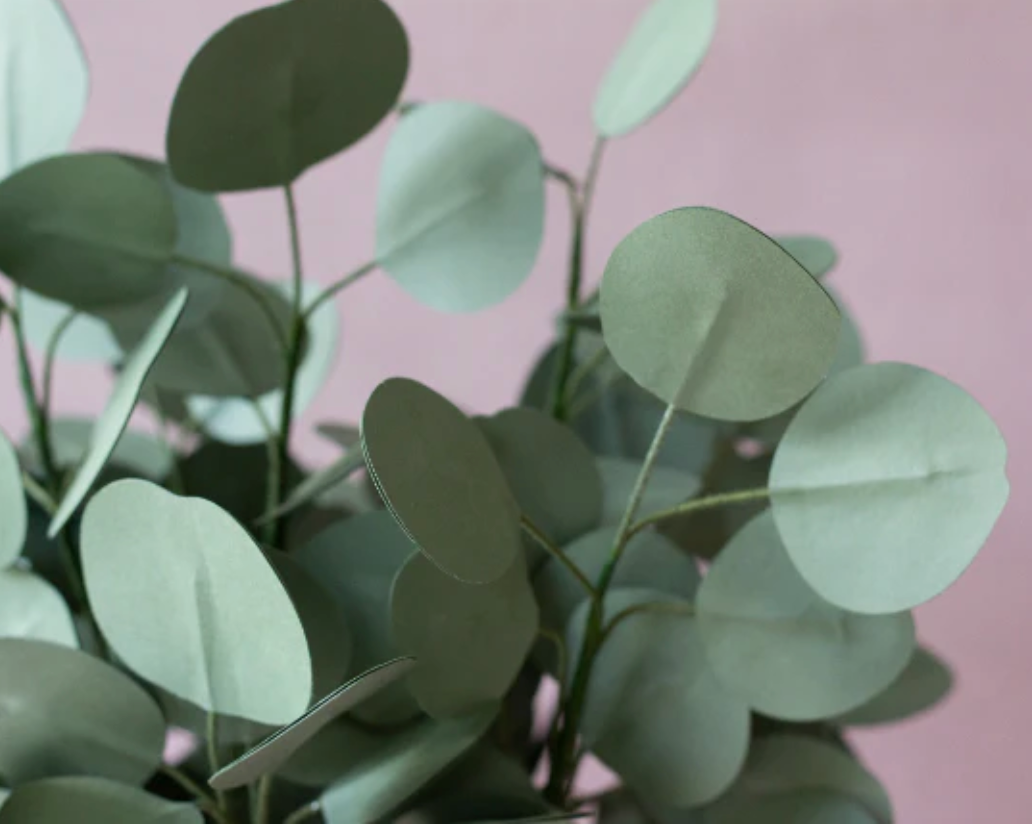 Eucalyptus Paper Flower