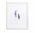 Lavender Art Print