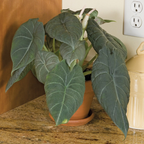 4" Superior Assorted Plants